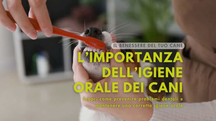 Pulizia dentale cani: le 6 fasi per un’igiene orale perfetta