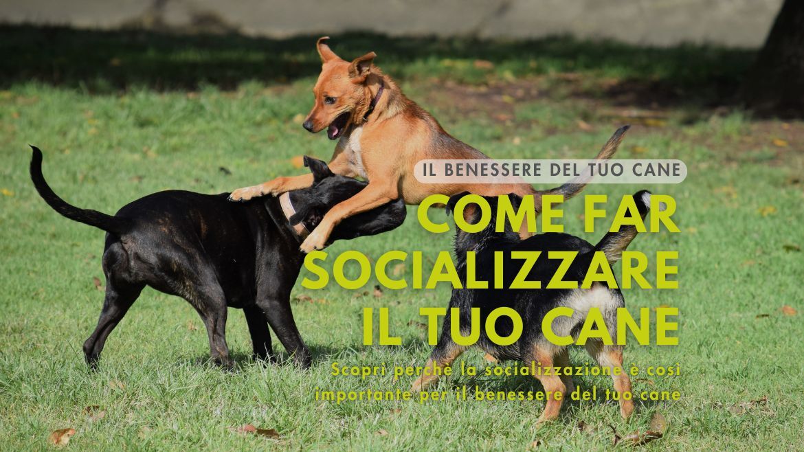 Socializzazione Cani: come far socializzare il tuo amico a quattro zampe