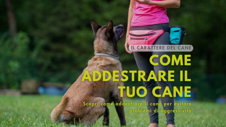 Come addestrare un cane: consigli per un addestramento efficace